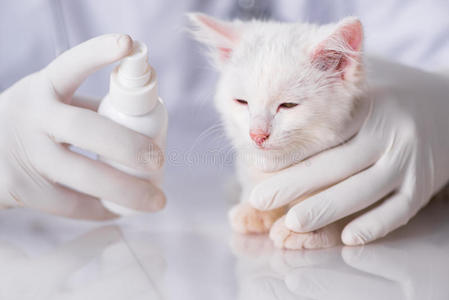 猫科动物 助理 医生 动物 医疗保健 哺乳动物 医学 照顾