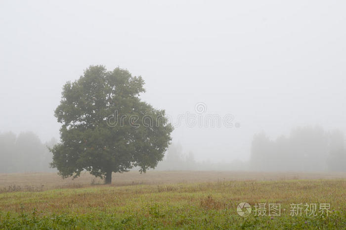 农业 领域 椴木 树叶 森林 黄昏 风景 黎明 土地 绿色植物