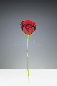 单红玫瑰图片