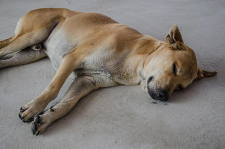 犬科动物 动物 照片 自然 休息 羊毛 狮子狗 睡觉 地面