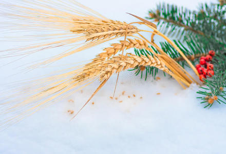 金耳的小麦和谷物在雪中，冬天