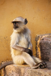 斋浦尔 宫殿 楼梯 目的地 猴子 城市 灵长类动物 拉贾斯坦邦