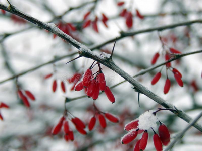 冻结 特写镜头 季节 落下 植物 灌木 美女 气候 花园