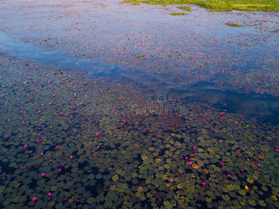 百合花 亚洲 粉红色 天堂 自然 美女 莉莉 植物 池塘