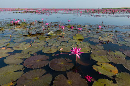 领域 美丽的 粉红色 自然 莉莉 池塘 开花 莲花 盛开
