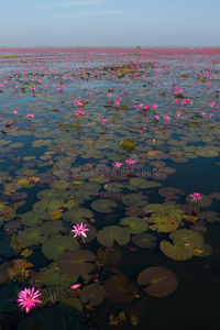 天堂 领域 粉红色 百合花 浮动 植物区系 水塘 美女 公园