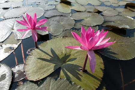 美丽的 植物 浮动 天堂 开花 莉莉 花园 目的地 百合花