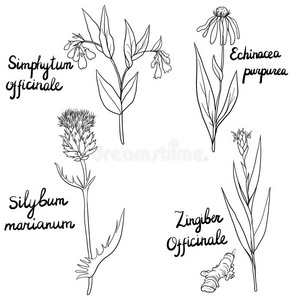 绘画 紫锥菊 美女 紫草 幻影少年 花束 花的 花园 植物区系