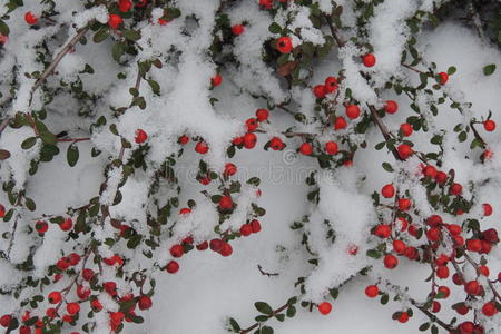 细枝 被雪覆盖 针叶树 花园 分支 冬天 霍莉 浆果 含水层