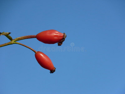 犬齿 季节 医学 草药 维生素 水果 罗莎 秋天 灌木 天空