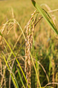 田间水稻中的绿色水稻。