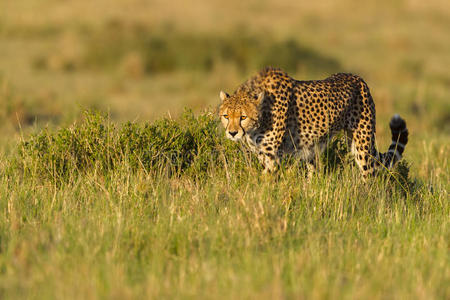 猎豹跟踪海角兔子，马赛马拉，肯尼亚
