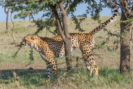 猎豹气味标记树，马赛马拉，肯尼亚