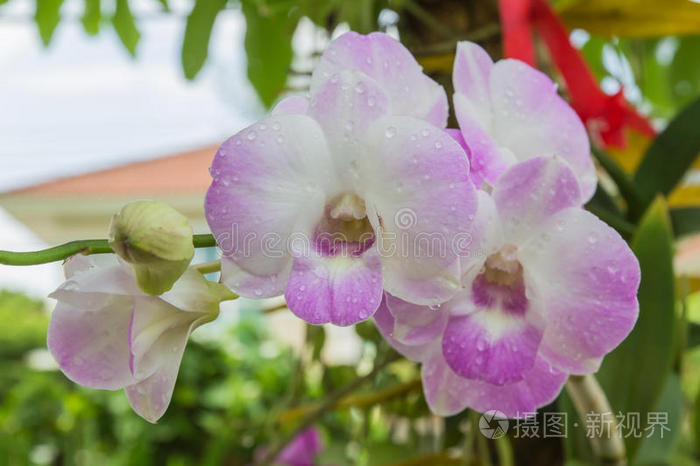 美丽的粉白色兰花