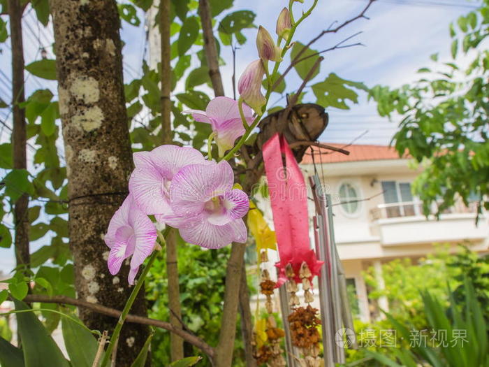 美丽的粉白色兰花