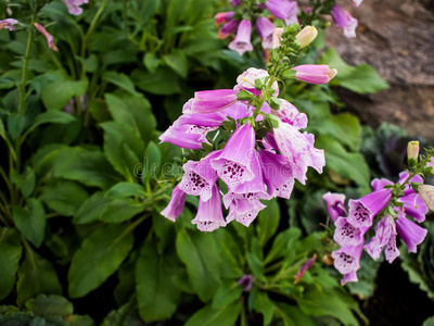 野生紫花