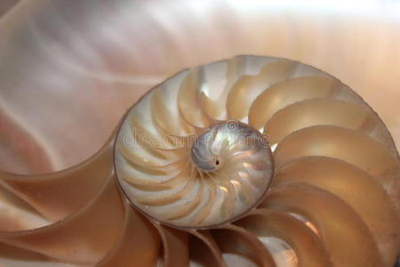 鹦鹉螺海壳截面中的Fibonacci图案