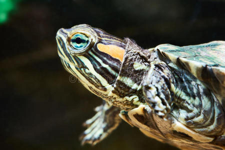 鼻子 自然 动物群 爬行 游泳运动员 水族馆 肖像 池塘