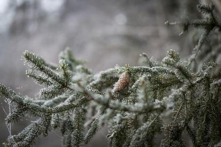 环境 白霜 寒冷的 雪松 西伯利亚 分支 假日 十二月 特写镜头