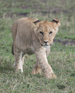年轻母狮在绿草中行走的正面特写