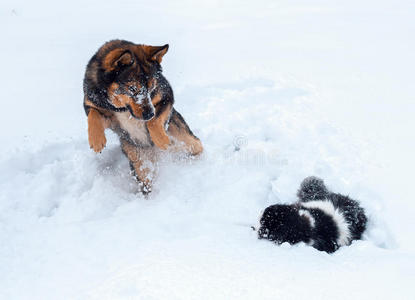 猫和狗一起在雪地上玩耍