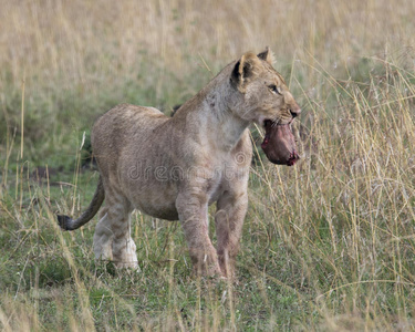 小母狮站在草地上，嘴里衔着动物的头