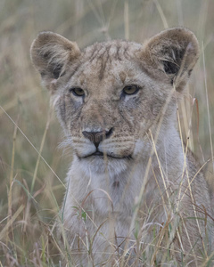 正面特写一只狮子幼崽的脸坐在高高的草地上