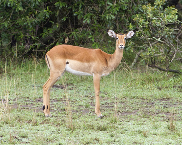 站在绿色草地上的一只雌性黑斑羚的特写侧视