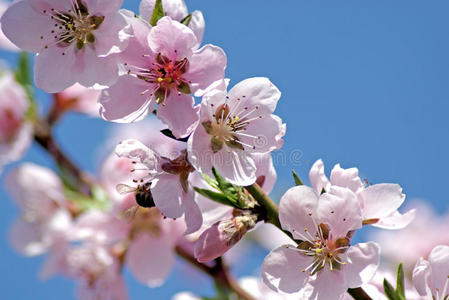 盛开的桃子。 浪漫的春天照片