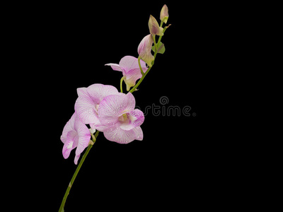 黑色背景上美丽的粉红色白色兰花
