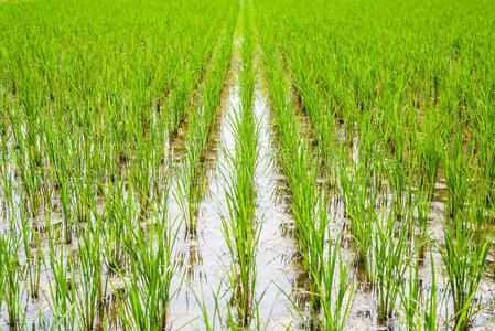 地面 自然 领域 农业 环境 花园 成长 稻谷 培养 食物