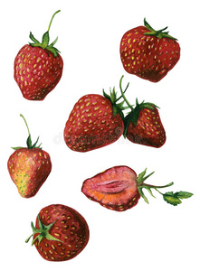 夏天 偶像 水果 插图 自然 营养 甜的 植物 果味的 草莓