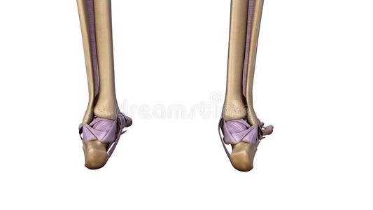 骨盆 插图 踝关节 股骨 抵押品 四肢 髂骨 生物学 解剖