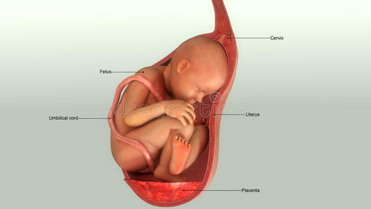 胎儿26周在腹中图片图片