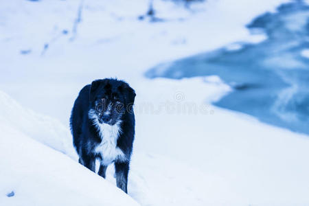冬季景观中的狗