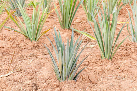 西南 天空 农业 生长 果汁 植物 种植园 园艺 国家 营养