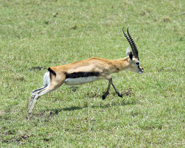 一只雄性汤普森瞪羚的特写侧视，鹿角在短绿色的草地上奔跑
