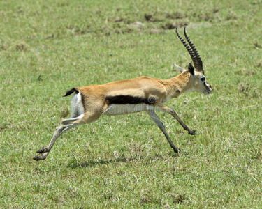 一只雄性汤普森瞪羚的特写侧视，鹿角在短绿色的草地上奔跑