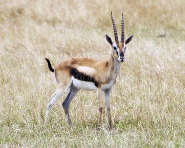 一只雄性汤普森瞪羚的特写侧视，鹿角站在草地上，头部警觉地抬起