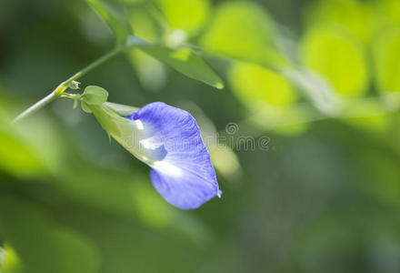 蝴蝶豌豆花