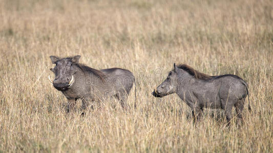 两只疣猪站在高高的草地上的特写侧视