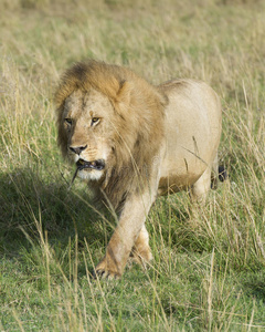 大雄狮通过草地朝摄像机走去的正面