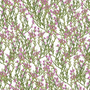 草本植物 医学 领域 芳香疗法 希瑟 开花 插图 形象 树叶
