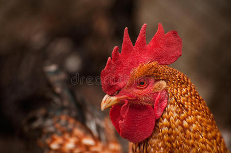 羽毛 母鸡 家禽 动物 公鸡 肖像 农业 眼睛 模糊 美丽的