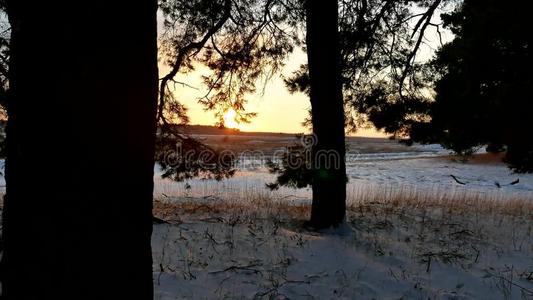 圣诞节 阳光 寒冷的 降雪 天空 早晨 假期 木材 童话