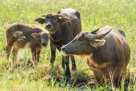 亚洲 喇叭 动物 文化 肌肉 生物 牧场 收获 野兽 水牛