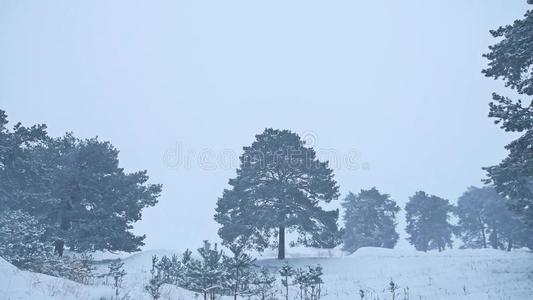 美丽的圣诞树暴风雪在冬季景观在深夜自然在降雪景观