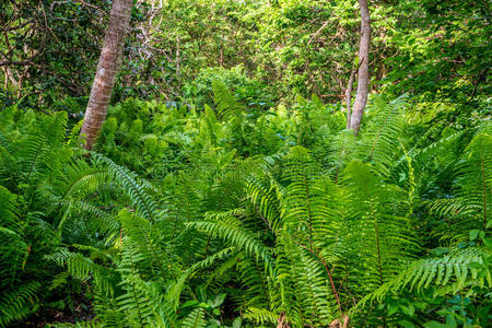森林 生物圈 分支 灌木 雨林 自然 蕨类植物 风景 形象
