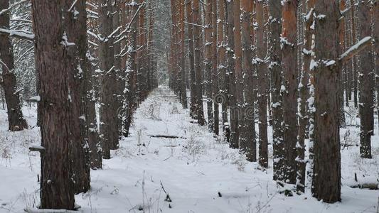 干树干的松树圣诞树树干自然冬季森林景观的野生