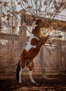 这匹马后腿直立起来.照片